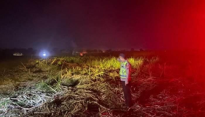 Kebun Tebu di Kajen Terbakar Diduga Akibat Api Pembakaran Sampah, Tiga Lahan Warga Terdampak