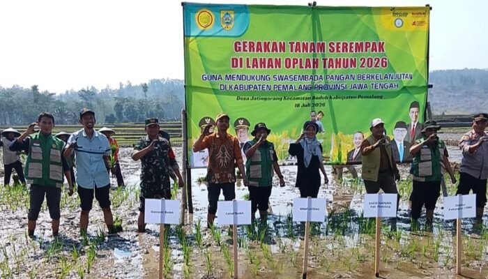 Gerakan Tanam Padi Serempak di Pemalang, OPLAH Siap Dongkrak Produksi Padi