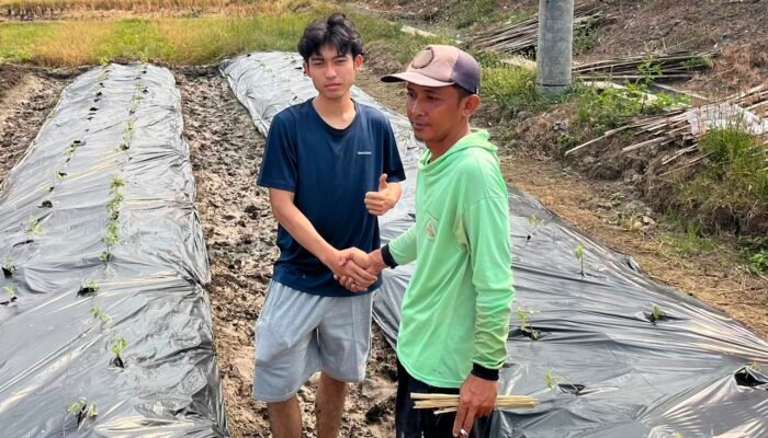 Solusi Cerdas Hadapi Kemarau! Mahasiswa KKN UNDIP Dampingi Petani Tomat Desa Gedeg