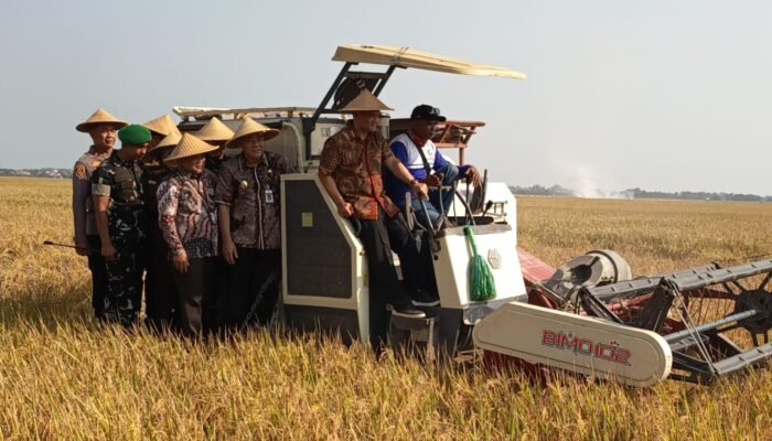 Panen Raya Padi di Pemalang, Gubernur Jateng & Dandim Perkuat Ketahanan Pangan Nasional