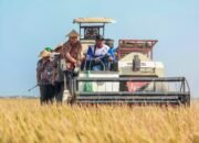 Tembus 6,69 Juta Ton! Jateng Kebut Target Lumbung Pangan Lewat Panen Raya Pemalang