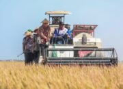 Blusukan ke Sawah, Plt Bupati Pemalang Dampingi Gubernur Panen Raya Padi di Kedungbanjar
