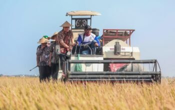 Blusukan ke Sawah, Plt Bupati Pemalang Dampingi Gubernur Panen Raya Padi di Kedungbanjar