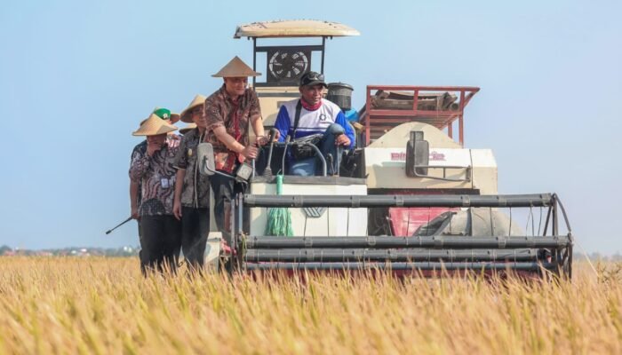 Blusukan ke Sawah, Plt Bupati Pemalang Dampingi Gubernur Panen Raya Padi di Kedungbanjar