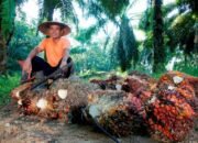 Dukung Akselerasi Target Nasional, PTPN Group melalui PTPN IV PalmCo Konsisten Jalankan Kemitraan Murni dan Serap TBS Program PSR